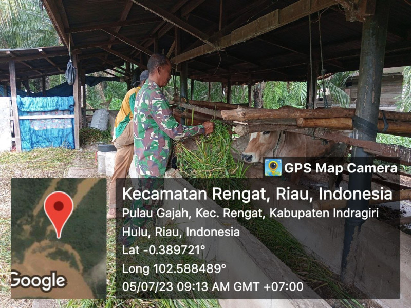 Babinsa Datangi Desa Pulau Gajah Lakukan Komsos di Peternak Sapi Di Wilayah Binaan