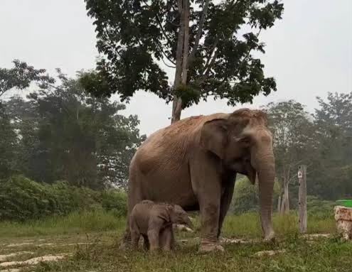 Bayi Gajah Lisa Lahir di TNTN Dinamai ‘Ganesha’