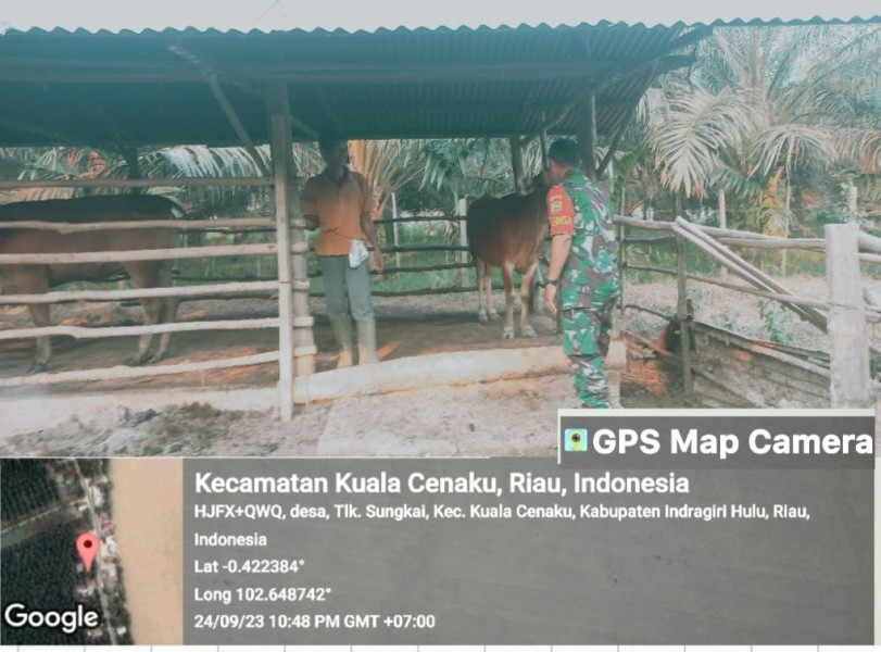Guna Untuk Antisipasi Wabah PMK di Desa Binaan, Sertu Suyoto Cek Ternak Sapi