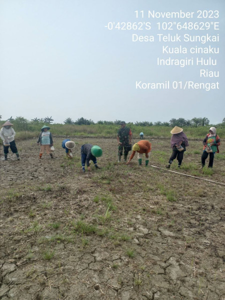 Babinsa Koramil 01/Rengat Melaksanakan Serbuan Dampingi Petani menanam Padi di Desa Binaan