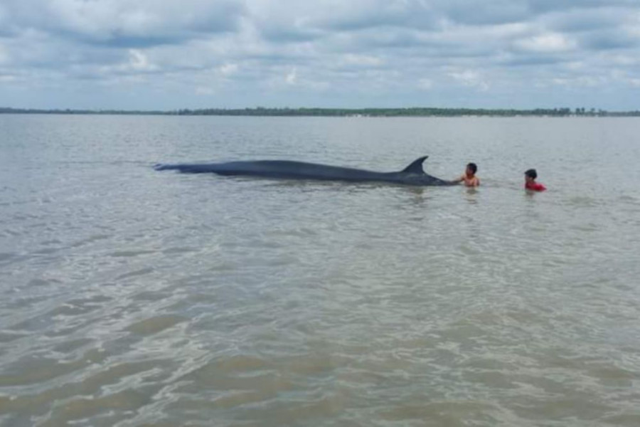 Ikan Paus Terdampar di Perairan Panipahan Rohil, Nelayan Sigap Lakukan Penyelamatan