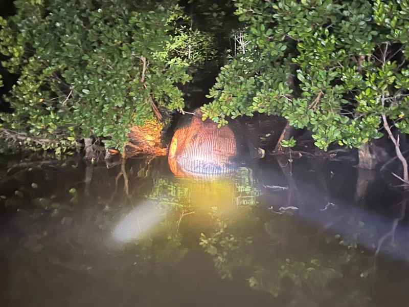 Geger! Paus 4 Ton Terdampar Jadi Bangkai di Hutan Mangrove Inhil