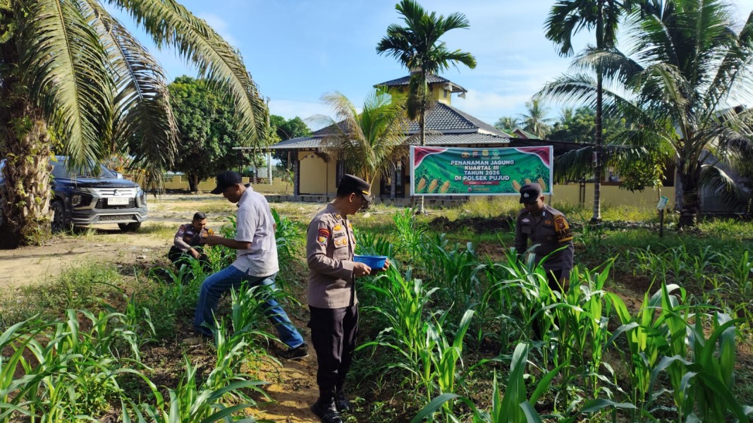 Polsek Pujud Intensif Rawat Lahan Jagung Ketahanan Pangan, Dukung Program Asta Cita Presiden RI