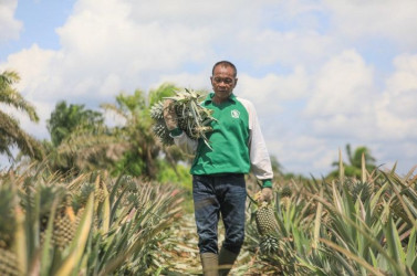 Nilai Tukar Petani Riau Naik 0,31 Persen