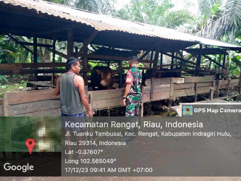 Untuk Mengantisipasi PMK Sejak Dini,  Babinsa Koramil 01/Rgt Melaksanakan Pendampingan Peternak Sapi