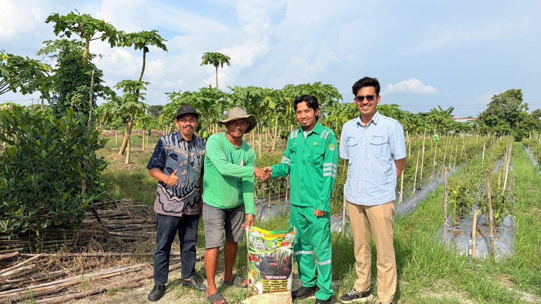 Begini Cerita Herry Petani Pesona Kualu Tingkatkan Produktivitas Pepaya California