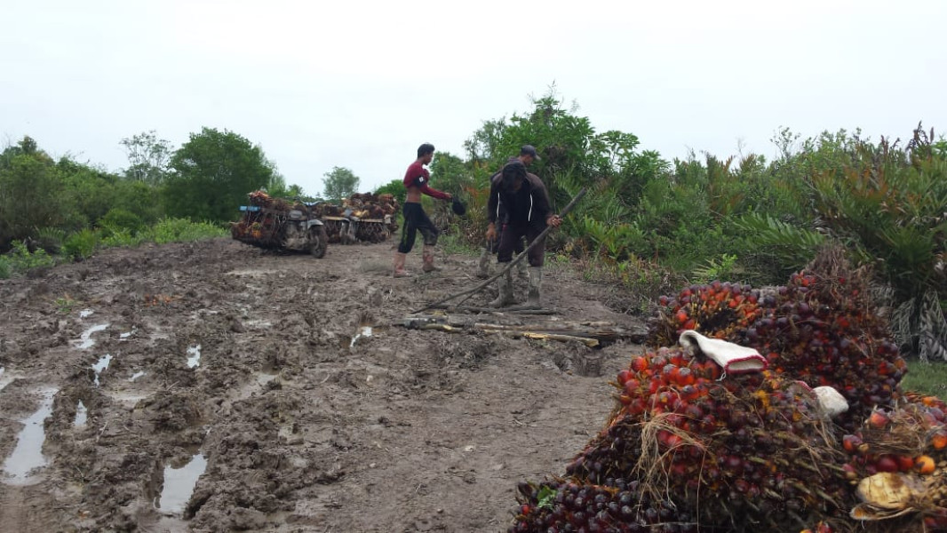 Musim Hujan Turun, Harga TBS Di Kalangan Petani Di Tekan