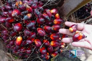 Harga Kelapa Sawit Mitra Swadaya di Riau Juga Naik, Berikut Harganya