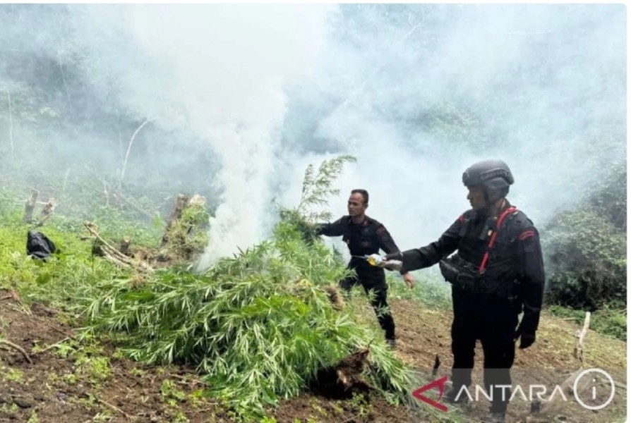 Brimob Sumut musnahkan 10 hektare ladang ganja di Mandailing Natal
