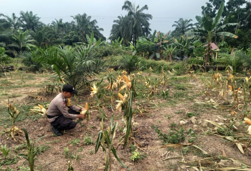 Polsek Simpang Kanan Kawal Ketahanan Pangan, Pertumbuhan Jagung di Bagan Nibung Dipantau Hingga Panen