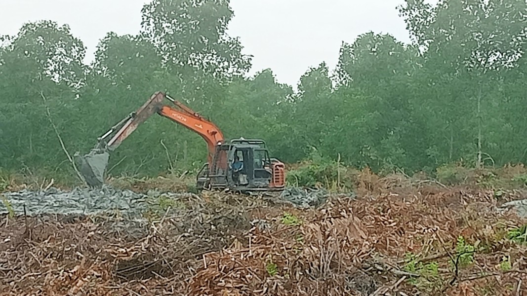 Alat Berat Diduga Ratakan Hutan Mangrove di DAS Kubu, Aktivis Desak APH Sita Excavator