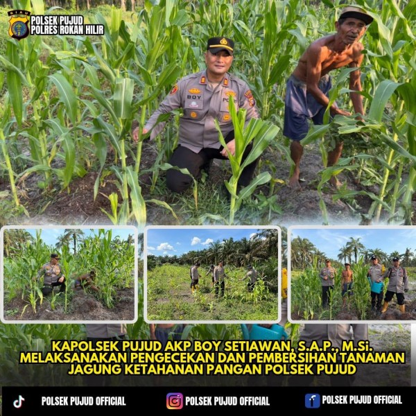 Polsek Pujud Cek Perkembangan Program Ketahanan Pangan Penanaman Jagung di Rohil